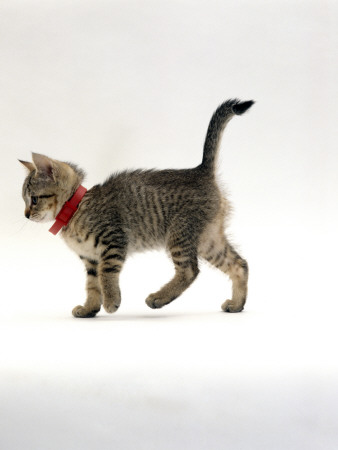 Domestic Cat, Tabby Kitten Wearing Red Flea Collar by Jane Burton Pricing Limited Edition Print image