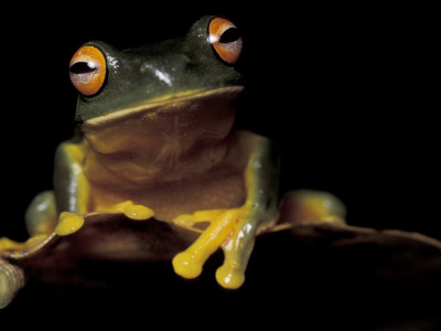 Red Eyed Treefrog, Queensland, Australia by Jurgen Freund Pricing Limited Edition Print image