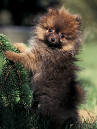 German Spitz (Klein) Puppy Climbing Branch by Adriano Bacchella Pricing Limited Edition Print image