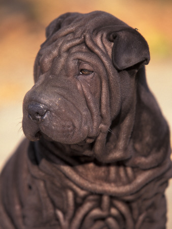 Black Shar Pei Puppy Portrait Showing Wrinkles On The Face And Chest by Adriano Bacchella Pricing Limited Edition Print image