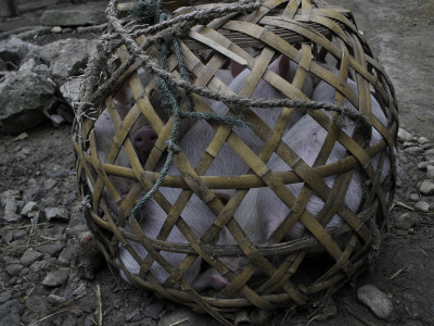 Pigs In A Basket, China by Ryan Ross Pricing Limited Edition Print image