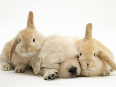 Golden Retriever Puppy Sleeping Between Two Young Sandy Lop Rabbits by Jane Burton Pricing Limited Edition Print image