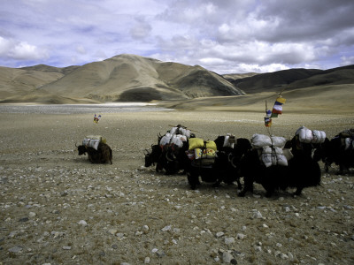 Yaks, Tibet by Michael Brown Pricing Limited Edition Print image