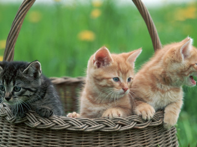Domestic Kittens In Basket by Lucasseck Pricing Limited Edition Print image