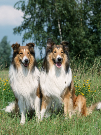 Two Collie Dogs by Petra Wegner Pricing Limited Edition Print image