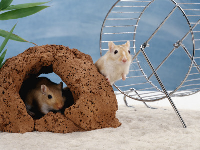 Gerbils At Play by Steimer Pricing Limited Edition Print image