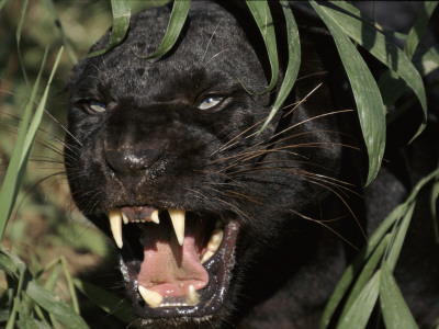 Melanistic (Black Form) Leopard Snarling, Often Called Black Panther by Lynn M. Stone Pricing Limited Edition Print image