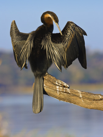 African Darter Preening Wings, Chobe National Park, Botswana by Tony Heald Pricing Limited Edition Print image