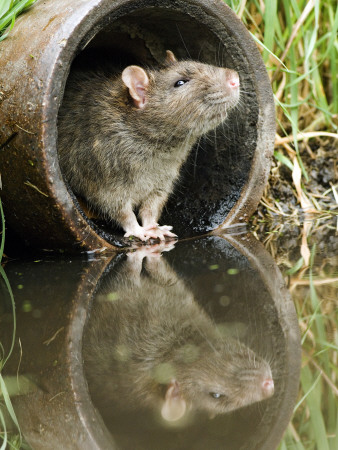 Brown Rat Sniffing Air From Old Pipe, Uk by Andy Sands Pricing Limited Edition Print image