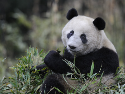 Giant Panda Feeding On Bamboo, Wolong Nature Reserve, China by Eric Baccega Pricing Limited Edition Print image