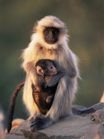 Hanuman Langur Adult Caring For Young, Thar Desert, Rajasthan, India by Jean-Pierre Zwaenepoel Pricing Limited Edition Print image