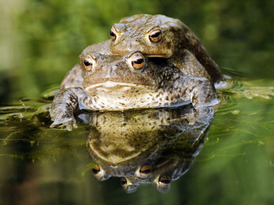 Common European Toad Pair In Amplexus In Pond, Hertfordshire, Uk by Andy Sands Pricing Limited Edition Print image