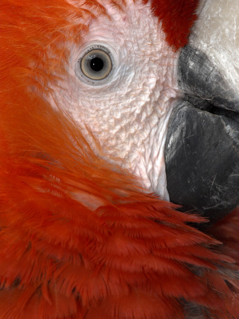 Scarlet Macaw Close Up Of Eye, From Central And South America, Bristol Zoo by Mark Carwardine Pricing Limited Edition Print image