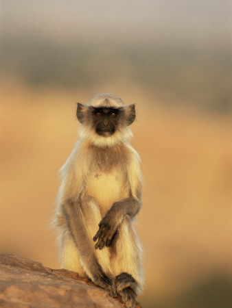 Hanuman Langur Juvenile Portrait, Thar Desert, Rajasthan, India by Jean-Pierre Zwaenepoel Pricing Limited Edition Print image