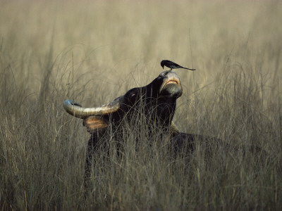 Wild Gaur, Adult Bull Endangered, With Black Drongo On Nose. Bandhavgarh Np, Madhya Pradesh, India by Jean-Pierre Zwaenepoel Pricing Limited Edition Print image