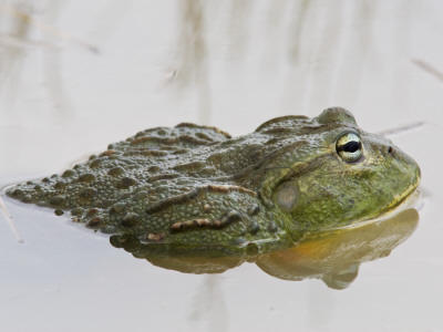 African Bullfrog Etosha Np, Namibia by Tony Heald Pricing Limited Edition Print image