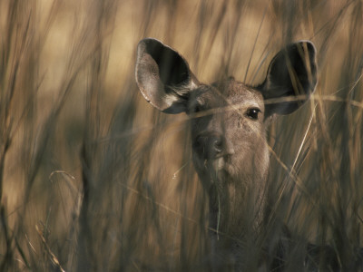 Indian Sambar Deer Female In Grass, Ranthambore Np, Rajasthan, India by Jean-Pierre Zwaenepoel Pricing Limited Edition Print image