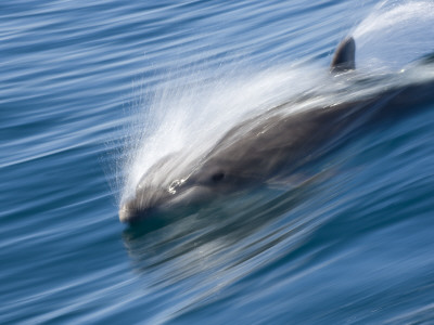 Common Bottlenose Dolphin Swimming Fast, Baja California, Sea Of Cortez, Mexico by Mark Carwardine Pricing Limited Edition Print image