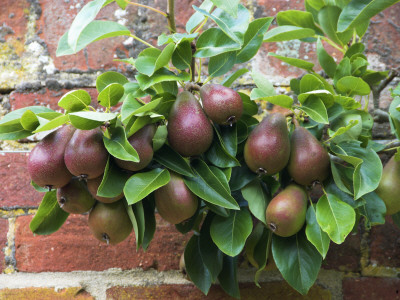 Cordon Pear Variety 'Berre Clairgeau' In Walled Garden, England, Uk by Gary Smith Pricing Limited Edition Print image