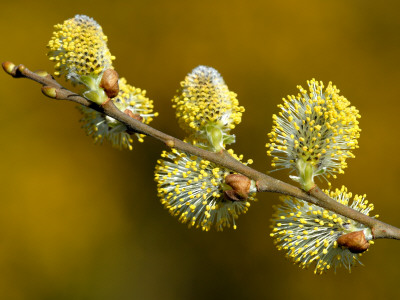 Sallow Pussy Willow Catkins, North Cornwall, Uk by Ross Hoddinott Pricing Limited Edition Print image