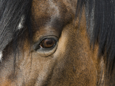 Close Up Of Eye Of A Paint Mare, Berthoud, Colorado, Usa by Carol Walker Pricing Limited Edition Print image