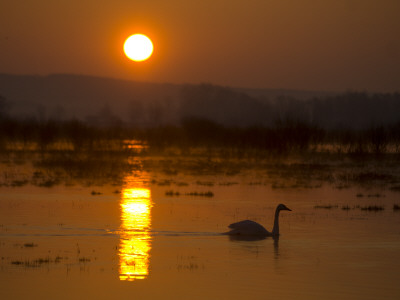 Whooper Swan, Hornborgasjon Lake, Sweden by Inaki Relanzon Pricing Limited Edition Print image