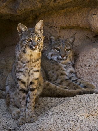 Two American Bobcats Resting In Cave. Arizona, Usa by Philippe Clement Pricing Limited Edition Print image