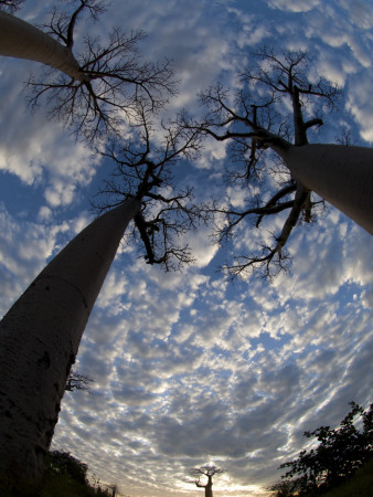 Looking Up At Baobabs On Baobabs Avenue, Morondava, West Madagascar by Inaki Relanzon Pricing Limited Edition Print image