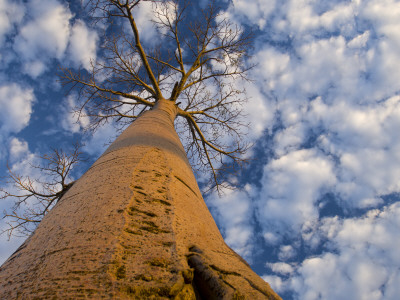 Looking Up At Baobab On Baobabs Avenue, Morondava, West Madagascar by Inaki Relanzon Pricing Limited Edition Print image