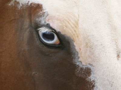 Close Up Of Paint Horses Blue Eye, Flitner Ranch, Shell, Wyoming, Usa by Carol Walker Pricing Limited Edition Print image