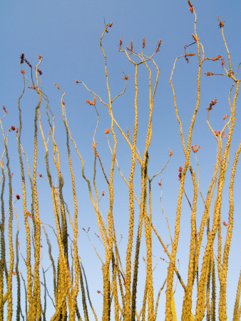 Ocotillo In Flower. Organ Pipe Cactus National Monument, Arizona, Usa by Philippe Clement Pricing Limited Edition Print image