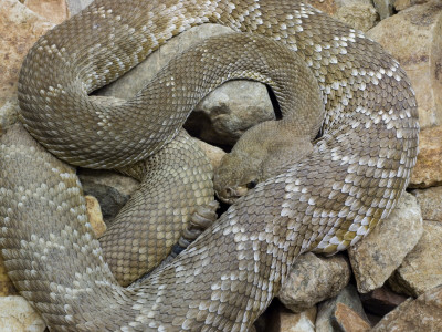 Red Diamond Rattlesnake Coiled On Rocks. Arizona, Usa by Philippe Clement Pricing Limited Edition Print image