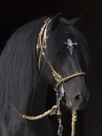 Black Peruvian Paso Stallion In Traditional Peruvian Bridle, Sante Fe, New Mexico, Usa by Carol Walker Pricing Limited Edition Print image