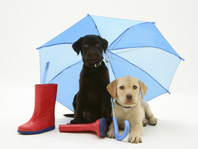 Yellow And Chocolate Retriever Pups With Wellies Under A Blue Umbrella by Jane Burton Pricing Limited Edition Print image