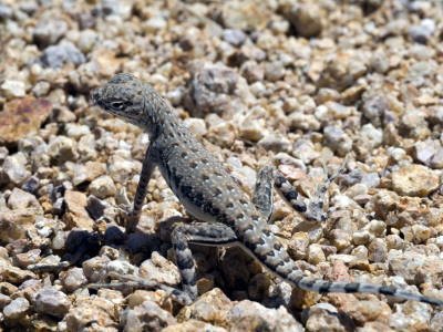 Zebra-Tailed Lizard. Saguaro National Park, Arizona, Usa by Philippe Clement Pricing Limited Edition Print image