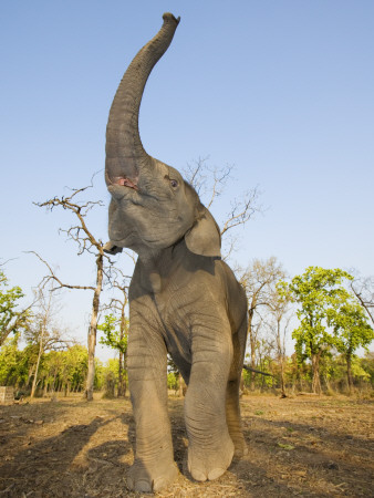 Asian Indian Elephant Holding Trunk In The Air, Bandhavgarh National Park, India. 2007 by Tony Heald Pricing Limited Edition Print image