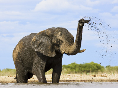 African Elephant Spraying Mud, Etosha Np, Namibia by Tony Heald Pricing Limited Edition Print image