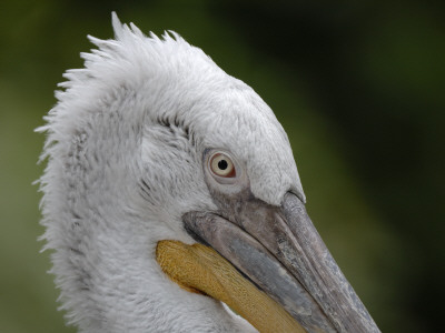 Dalmatian Pelican Captive, Iucn Red List Of Endangered Species by Eric Baccega Pricing Limited Edition Print image