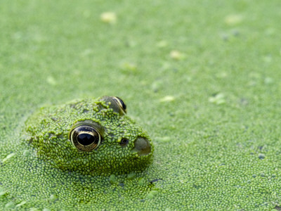 Young Edible Frog Amongst Duckweed, La Brenne, France by Philippe Clement Pricing Limited Edition Print image