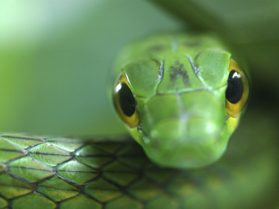 Satiny Parrot Snake Close Up, Costa Rica by Edwin Giesbers Pricing Limited Edition Print image