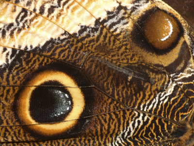 Close-Up Of Eye On Wing Of Owl Butterfly Costa Rica by Edwin Giesbers Pricing Limited Edition Print image