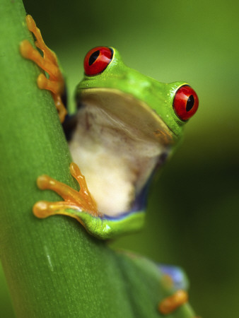 Red Eyed Tree Frog Portrait, Costa Rica by Edwin Giesbers Pricing Limited Edition Print image
