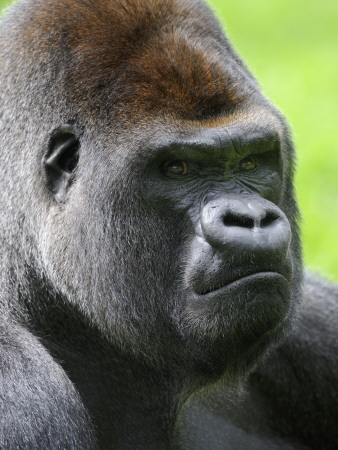 Head Portrait Of Male Silverback Western Lowland Gorilla Captive, France by Eric Baccega Pricing Limited Edition Print image