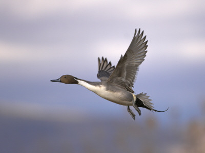 Adult Male Northern Pintail Duck Flying, Bosque Del Apache National Wildlife Refuge, New Mexico by Mark Carwardine Pricing Limited Edition Print image