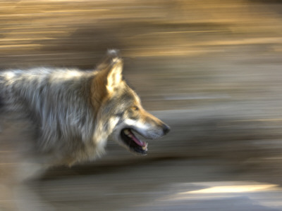 Mexican Wolf Running, Living Desert Zoo, Palm Desert, California, Usa by Mark Carwardine Pricing Limited Edition Print image
