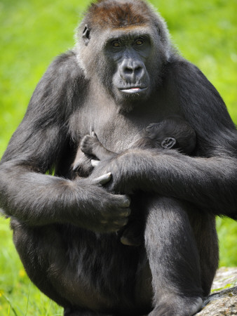 Western Lowland Gorilla Mother Holding Baby. Captive, France by Eric Baccega Pricing Limited Edition Print image