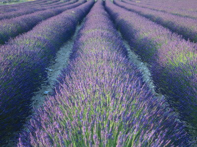 Fields Of Lavander Flowers Ready For Harvest, Sault, Provence, France, June 2004 by Inaki Relanzon Pricing Limited Edition Print image