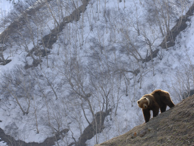 Brown Bear On Slope, Kronotsky Zapovednik, Kamchatka, Far East Russia by Igor Shpilenok Pricing Limited Edition Print image