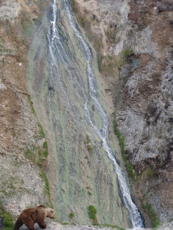 Brown Bear At Waterfall, Valley Of The Geysers, Kronotsky Zapovednik, Kamchatka, Far East Russia by Igor Shpilenok Pricing Limited Edition Print image