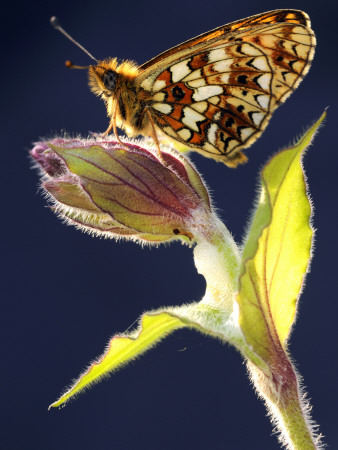 Small Pearl-Bordered Fritillary, Marsland Mouth, Cornwall Devon, Uk by Ross Hoddinott Pricing Limited Edition Print image